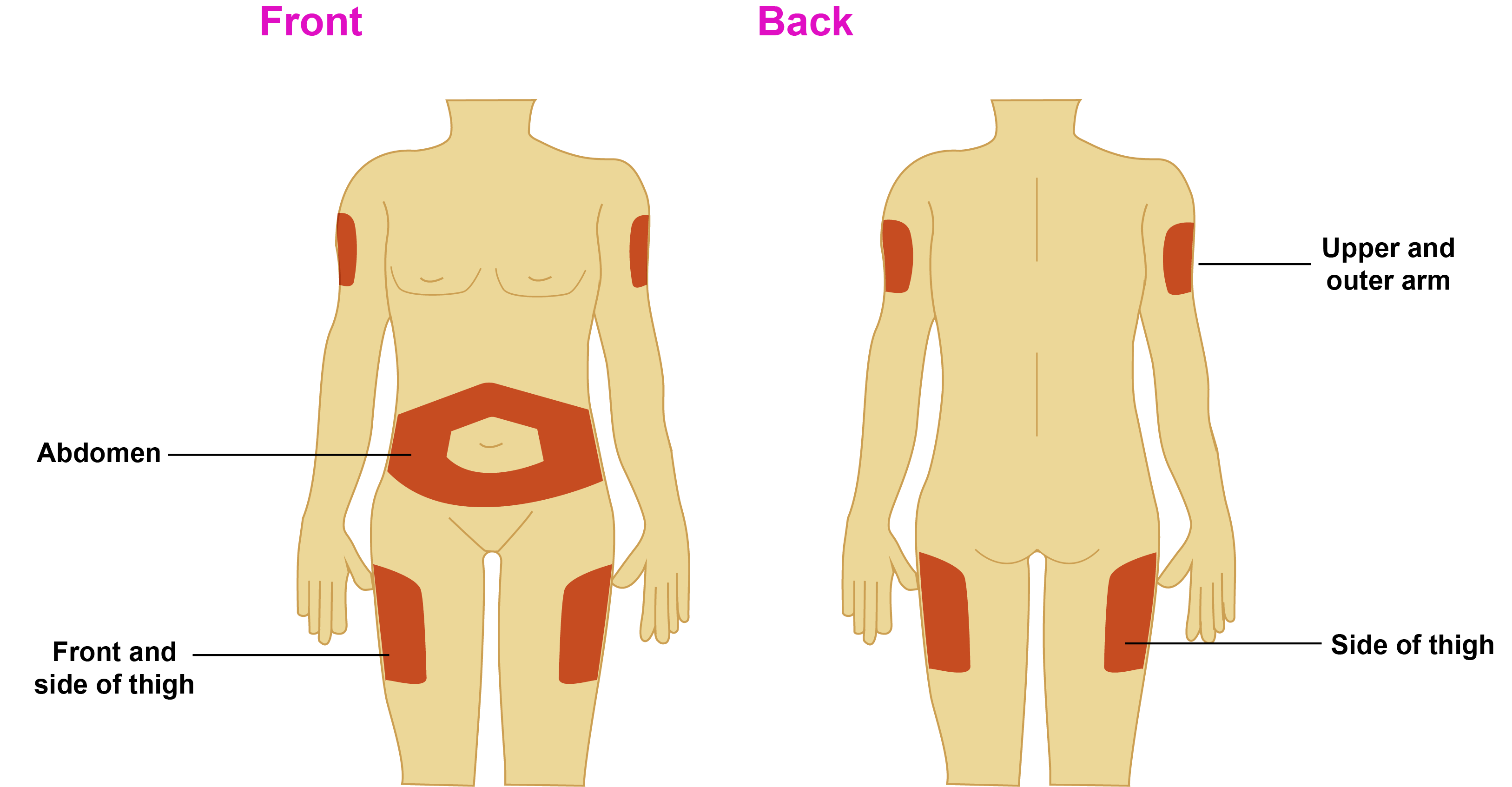 Image of Human Body - Front and back View